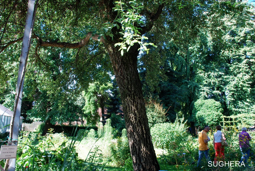 Orto Botanico_002.JPG - SUGHERA - Quercia da sughero